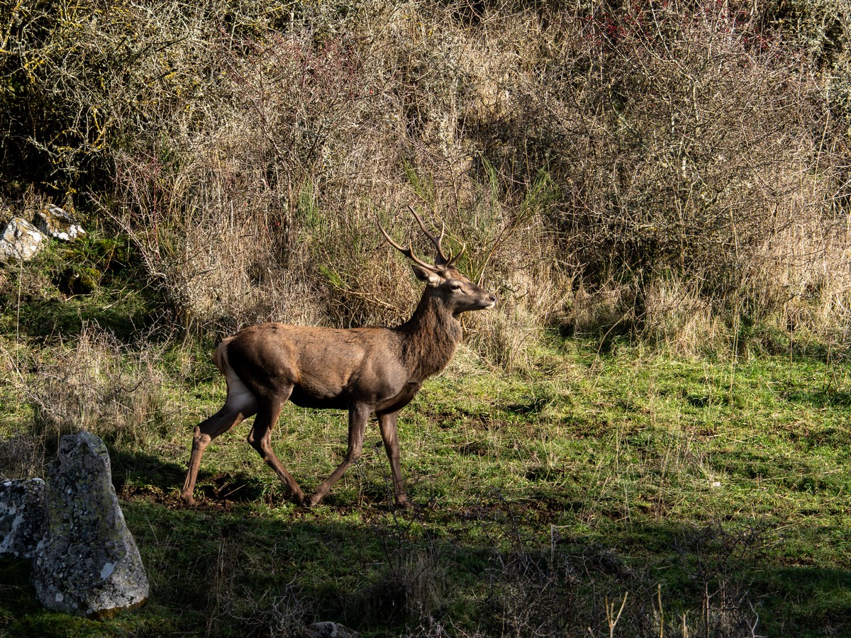 cerfs et biches (1).jpg